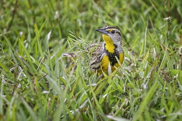 Eastern meadowlark on the ground in grass, Florida