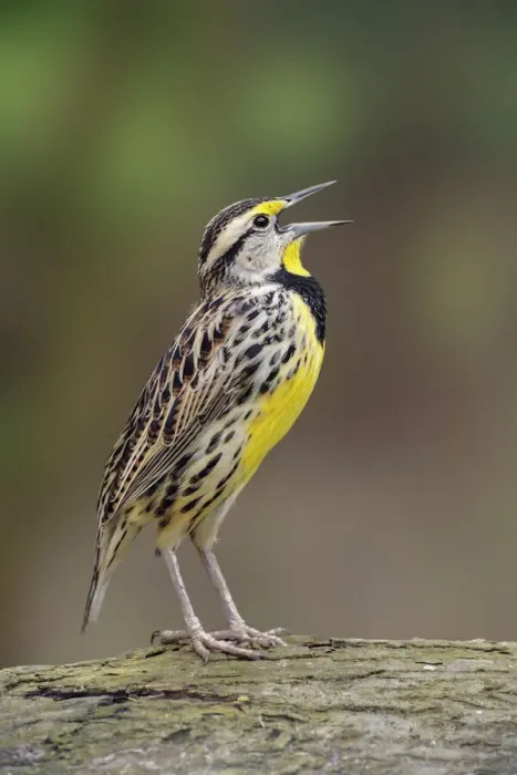Framed Print : Eastern meadowlark singing, Ohio