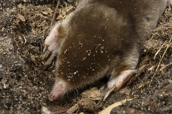 Eastern Mole searching for food Scalopus aquaticus Central Florida