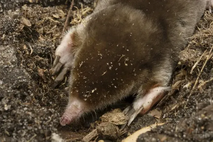 Framed Print : Eastern Mole searching for food Scalopus aquaticus Central Florida Framed Print : Eastern Mole searching for food Scalopus aquaticus Central Florida