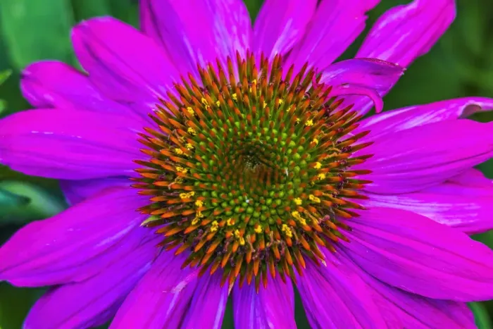Framed Print : Eastern purple coneflower blooming. Native to North America Framed Print : Eastern purple coneflower blooming. Native to North America