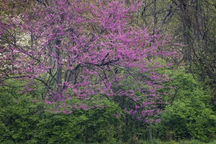 Framed Print : Eastern redbud, Kentucky Framed Print : Eastern redbud, Kentucky