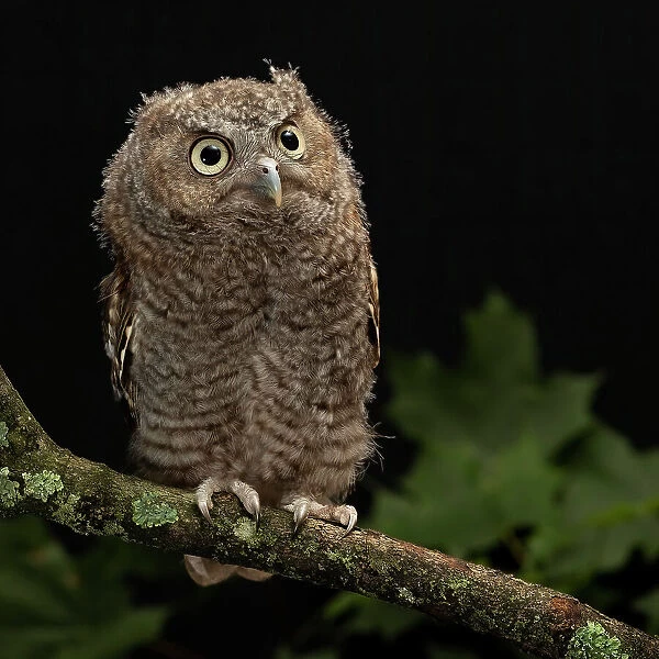 Eastern Screech-owl, Central Pennsylvania