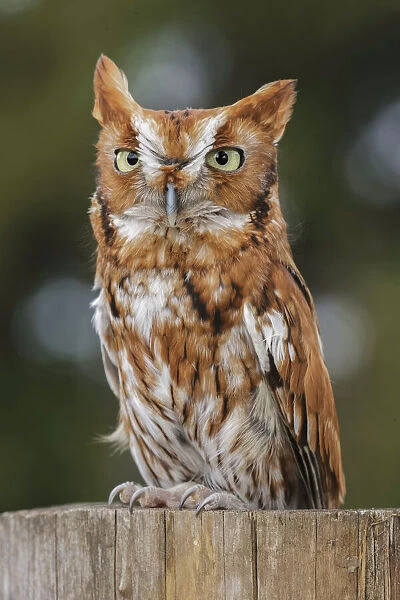Eastern screech owl, Florida