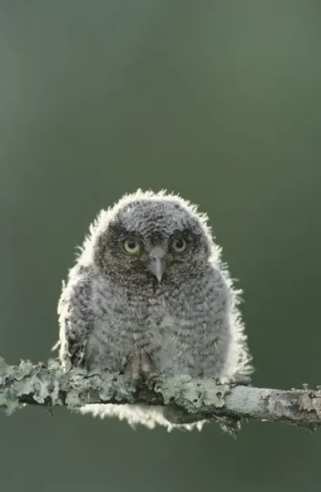 Framed Print : Eastern Screech-Owl, Megascops asio, Otus asio, young fledgling, Willacy County, Rio Grande Valley Framed Print : Eastern Screech-Owl, Megascops asio, Otus asio, young fledgling, Willacy County, Rio Grande Valley