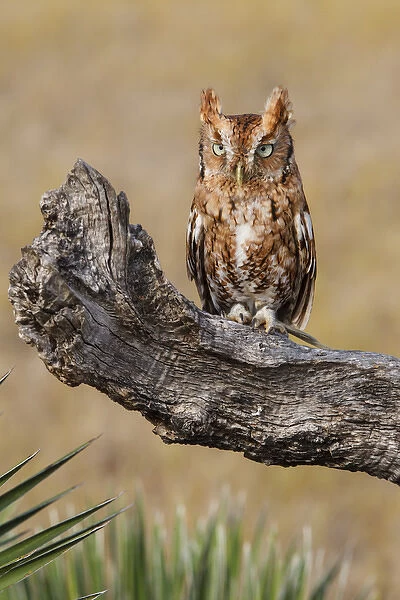 Eastern Screech Owl (Otus asio) roosting in tree