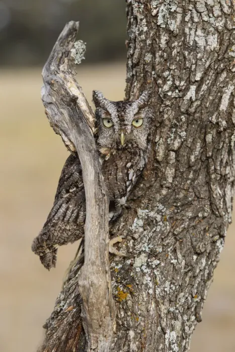 Framed Print : Eastern Screech Owl (Otus asio) roosting in tree