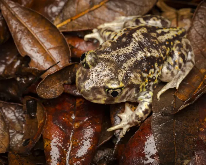 Framed Print : Eastern Spadefoot Toad, Scaphiopus holbrookii, Central Florida Framed Print : Eastern Spadefoot Toad, Scaphiopus holbrookii, Central Florida