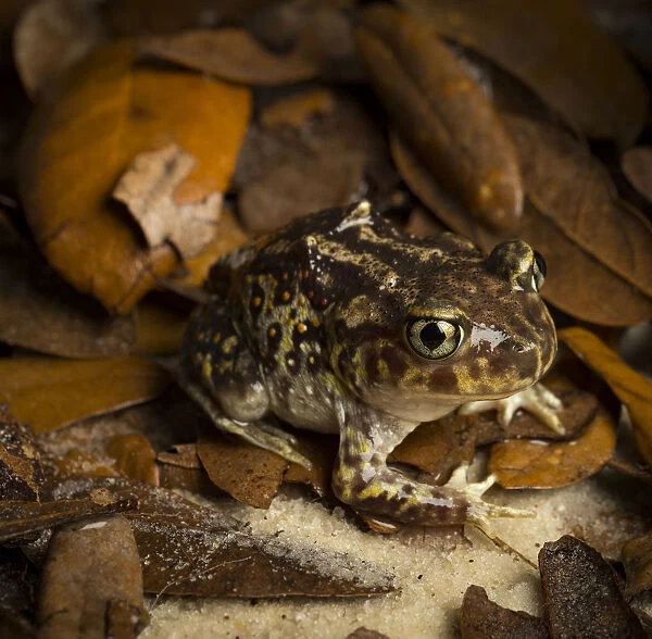 Eastern Spadefoot Toad, Scaphiopus holbrookii, Central Florida