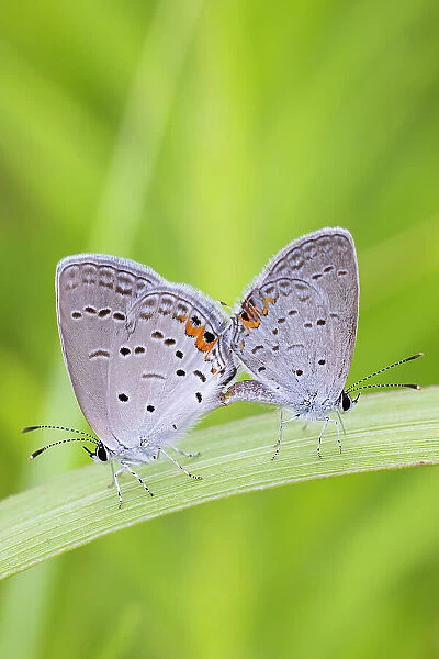 Eastern Tailed-Blues mating in prairie, Marion County, Illinois. (Editorial Use Only)