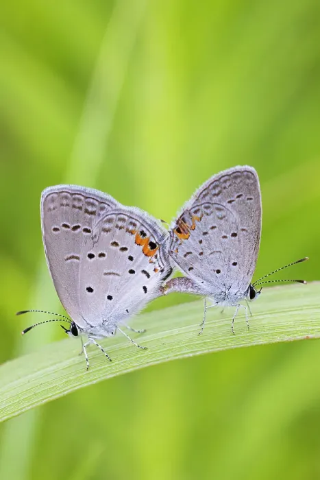 Framed Print : Eastern Tailed-Blues mating in prairie, Marion County, Illinois. (Editorial Use Only) Framed Print : Eastern Tailed-Blues mating in prairie, Marion County, Illinois. (Editorial Use Only)
