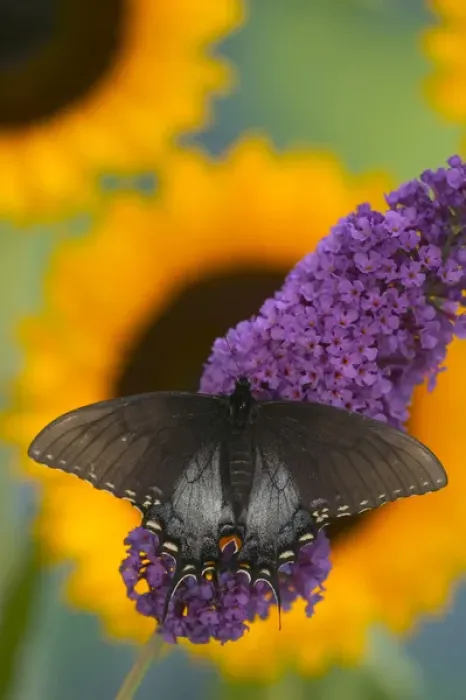 Framed Print : Eastern Tiger Swallowtail, Black Form, Papilio glaucus Framed Print : Eastern Tiger Swallowtail, Black Form, Papilio glaucus