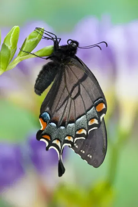 Framed Print : Eastern Tiger Swallowtail, Black Form, Papilio glaucus