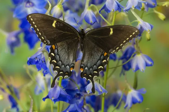 Framed Print : Eastern Tiger Swallowtail, Black Form, Papilio glaucus Framed Print : Eastern Tiger Swallowtail, Black Form, Papilio glaucus