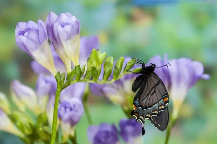 Framed Print : Eastern Tiger Swallowtail, Black Form, Papilio glaucus Framed Print : Eastern Tiger Swallowtail, Black Form, Papilio glaucus