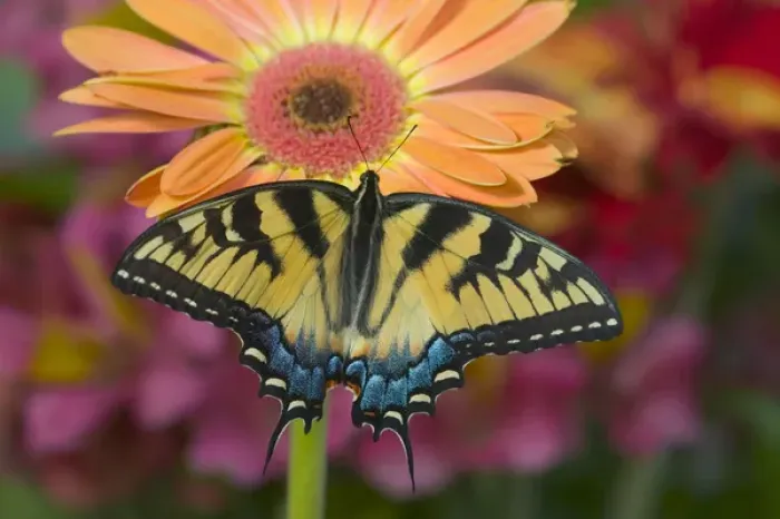 Framed Print : Eastern Tiger Swallowtail Butterfly, Papilio glaucus Framed Print : Eastern Tiger Swallowtail Butterfly, Papilio glaucus