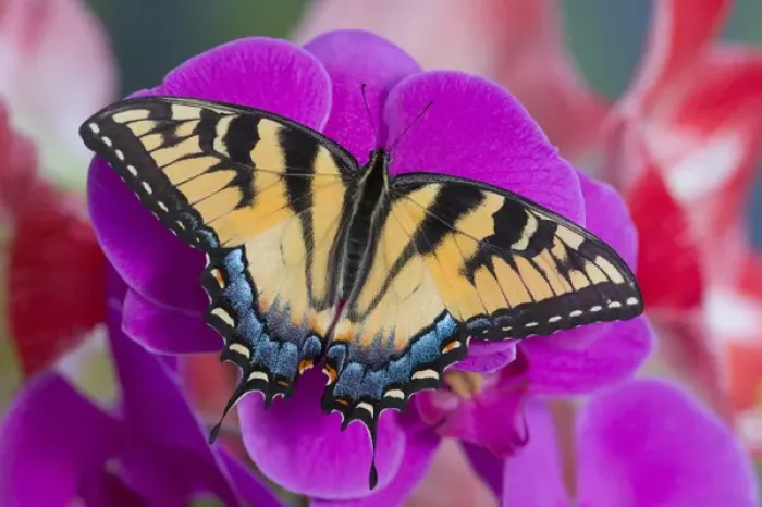 Framed Print : Eastern Tiger Swallowtail Butterfly, Papilio glaucus Framed Print : Eastern Tiger Swallowtail Butterfly, Papilio glaucus