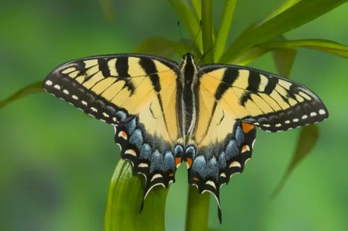 Framed Print : Eastern Tiger Swallowtail Butterfly, Papilio glaucus Framed Print : Eastern Tiger Swallowtail Butterfly, Papilio glaucus