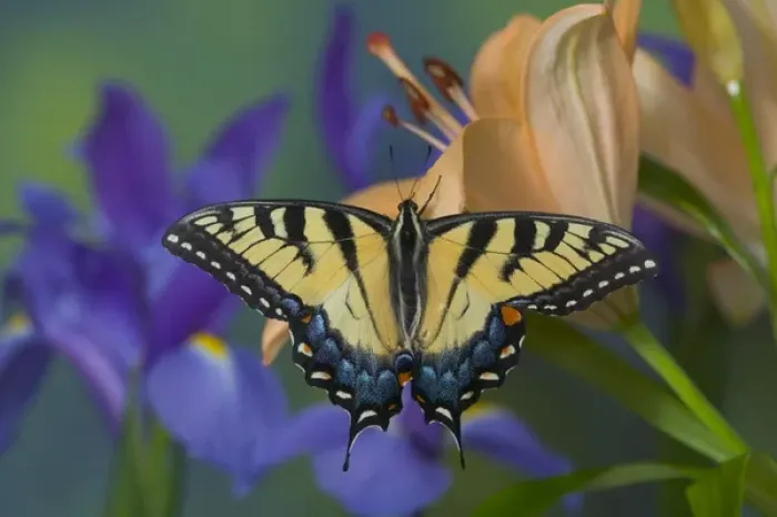 Framed Print : Eastern Tiger Swallowtail Butterfly, Papilio glaucus Framed Print : Eastern Tiger Swallowtail Butterfly, Papilio glaucus