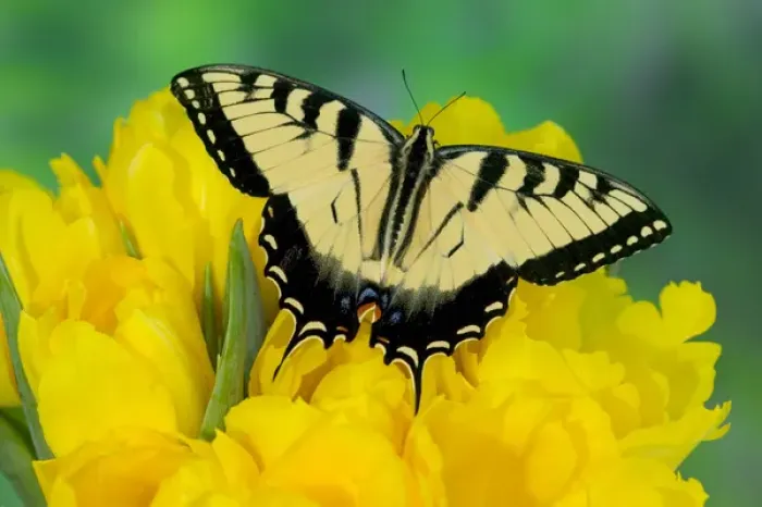 Framed Print : Eastern Tiger Swallowtail Butterfly, Papilio glaucus Framed Print : Eastern Tiger Swallowtail Butterfly, Papilio glaucus