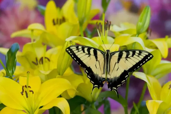 Framed Print : Eastern Tiger Swallowtail Butterfly, Papilio glaucus Framed Print : Eastern Tiger Swallowtail Butterfly, Papilio glaucus