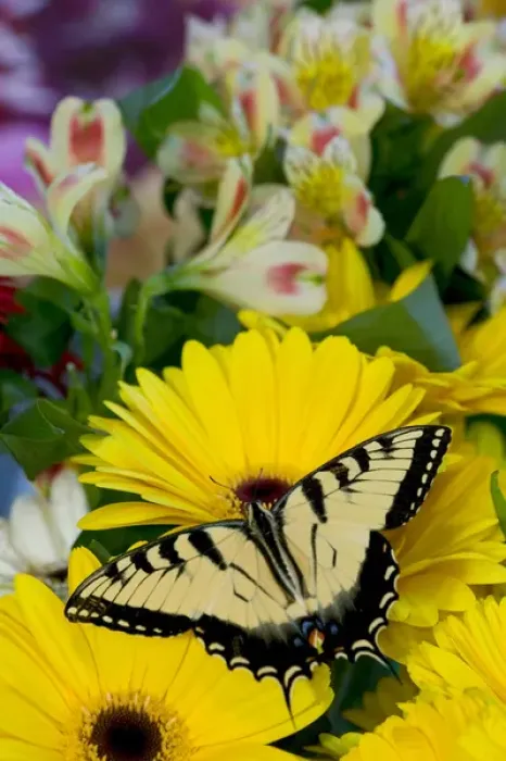 Framed Print : Eastern Tiger Swallowtail Butterfly, Papilio glaucus