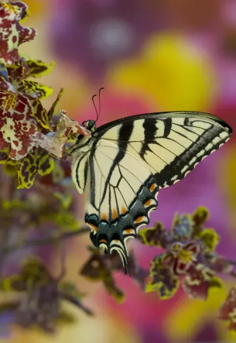 Framed Print : Eastern Tiger Swallowtail Butterfly, Papilio glaucus Framed Print : Eastern Tiger Swallowtail Butterfly, Papilio glaucus