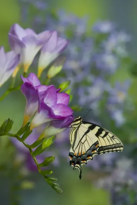 Framed Print : Eastern Tiger Swallowtail Butterfly, Papilio glaucus Framed Print : Eastern Tiger Swallowtail Butterfly, Papilio glaucus