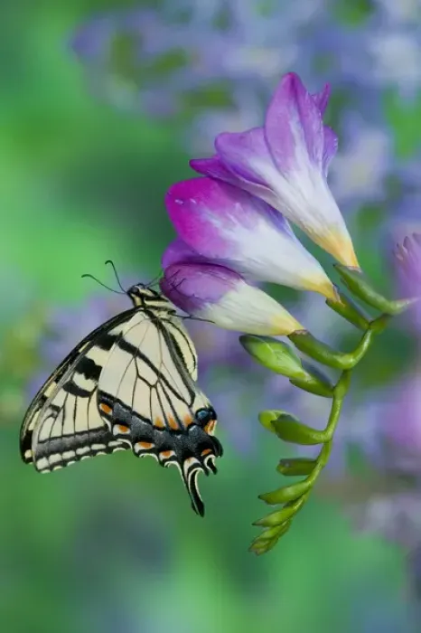 Framed Print : Eastern Tiger Swallowtail Butterfly, Papilio glaucus Framed Print : Eastern Tiger Swallowtail Butterfly, Papilio glaucus