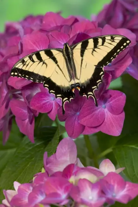 Framed Print : Eastern Tiger Swallowtail Butterfly, Papilio glaucus