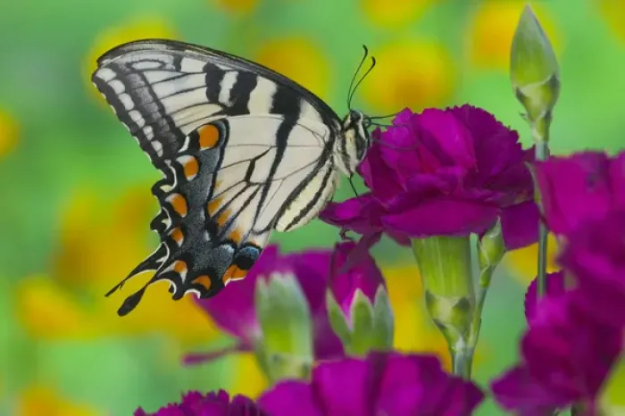 Framed Print : Eastern Tiger Swallowtail Butterfly, Papilio glaucus Framed Print : Eastern Tiger Swallowtail Butterfly, Papilio glaucus