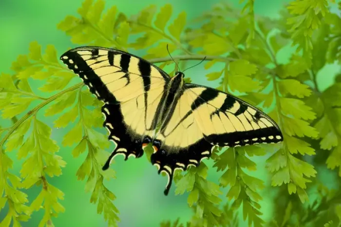 Framed Print : Eastern Tiger Swallowtail Butterfly, Papilio glaucus Framed Print : Eastern Tiger Swallowtail Butterfly, Papilio glaucus
