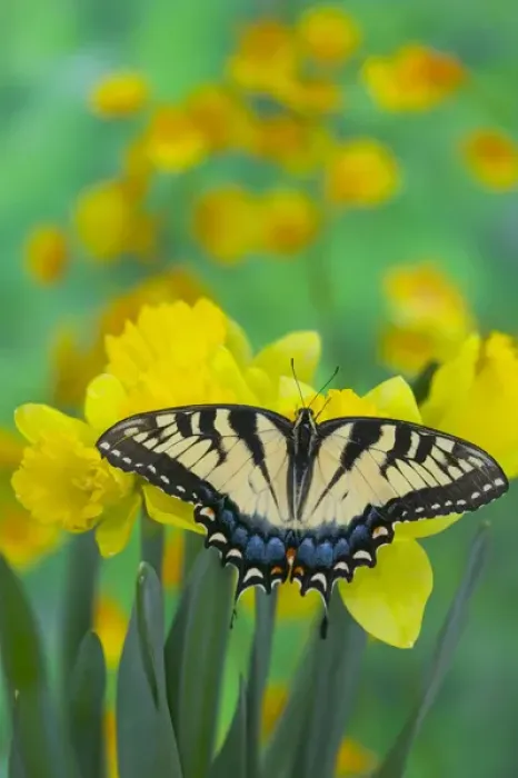 Framed Print : Eastern Tiger Swallowtail Butterfly, Papilio glaucus Framed Print : Eastern Tiger Swallowtail Butterfly, Papilio glaucus