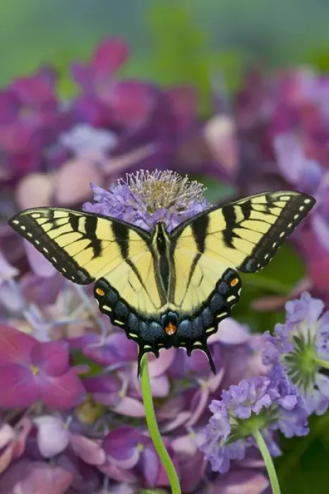 Framed Print : Eastern Tiger Swallowtail Butterfly, Papilio glaucus