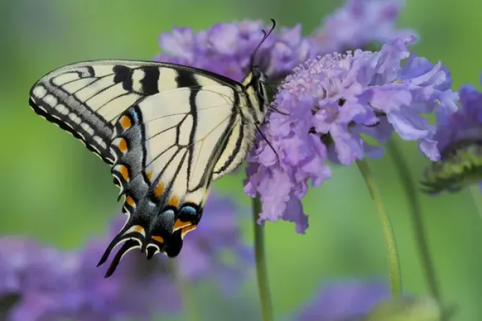 Framed Print : Eastern Tiger Swallowtail Butterfly, Papilio glaucus Framed Print : Eastern Tiger Swallowtail Butterfly, Papilio glaucus