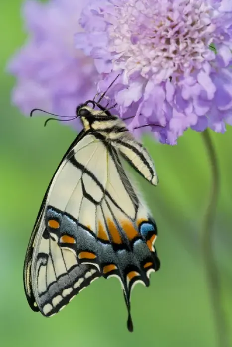 Framed Print : Eastern Tiger Swallowtail Butterfly, Papilio glaucus Framed Print : Eastern Tiger Swallowtail Butterfly, Papilio glaucus