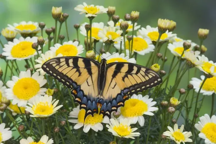 Framed Print : Eastern Tiger Swallowtail Butterfly, Papilio glaucus Framed Print : Eastern Tiger Swallowtail Butterfly, Papilio glaucus