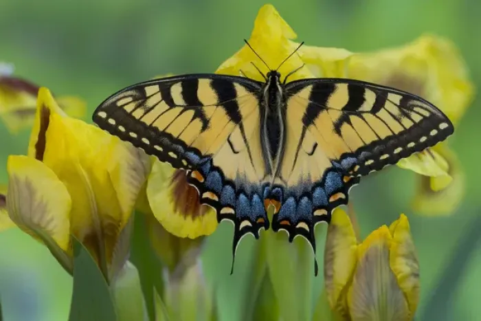 Framed Print : Eastern Tiger Swallowtail Butterfly, Papilio glaucus Framed Print : Eastern Tiger Swallowtail Butterfly, Papilio glaucus