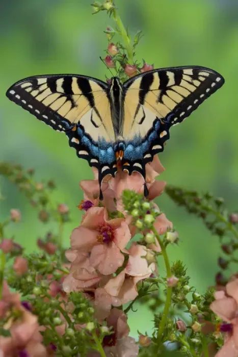 Framed Print : Eastern Tiger Swallowtail Butterfly, Papilio glaucus Framed Print : Eastern Tiger Swallowtail Butterfly, Papilio glaucus