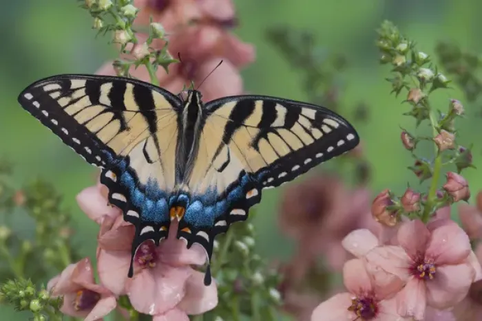 Framed Print : Eastern Tiger Swallowtail Butterfly, Papilio glaucus Framed Print : Eastern Tiger Swallowtail Butterfly, Papilio glaucus
