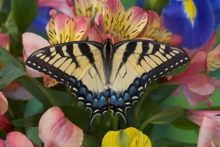 Framed Print : Eastern Tiger Swallowtail Butterfly, Papilio glaucus Framed Print : Eastern Tiger Swallowtail Butterfly, Papilio glaucus