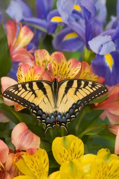 Framed Print : Eastern Tiger Swallowtail Butterfly, Papilio glaucus Framed Print : Eastern Tiger Swallowtail Butterfly, Papilio glaucus