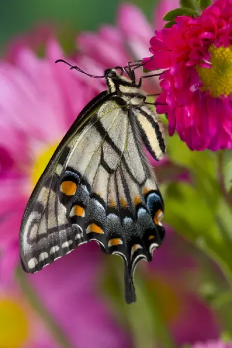 Framed Print : Eastern Tiger Swallowtail Butterfly, Papilio glaucus Framed Print : Eastern Tiger Swallowtail Butterfly, Papilio glaucus