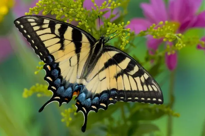 Framed Print : Eastern Tiger Swallowtail Butterfly, Papilio glaucus