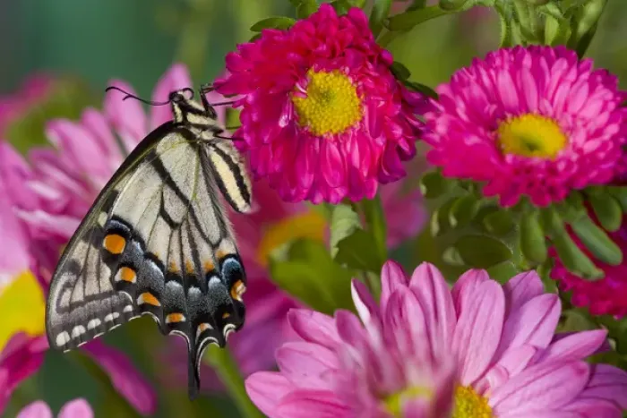 Framed Print : Eastern Tiger Swallowtail Butterfly, Papilio glaucus Framed Print : Eastern Tiger Swallowtail Butterfly, Papilio glaucus