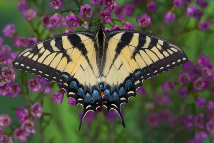 Framed Print : Eastern Tiger Swallowtail Butterfly, Papilio glaucus Framed Print : Eastern Tiger Swallowtail Butterfly, Papilio glaucus