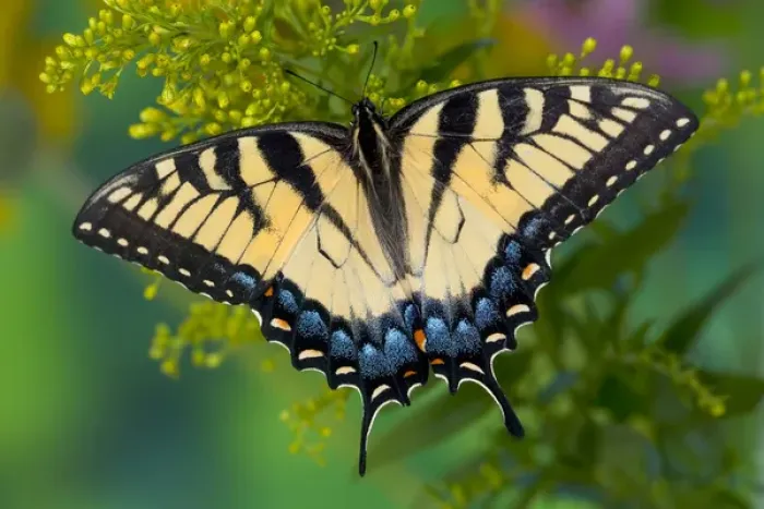 Framed Print : Eastern Tiger Swallowtail Butterfly, Papilio glaucus Framed Print : Eastern Tiger Swallowtail Butterfly, Papilio glaucus