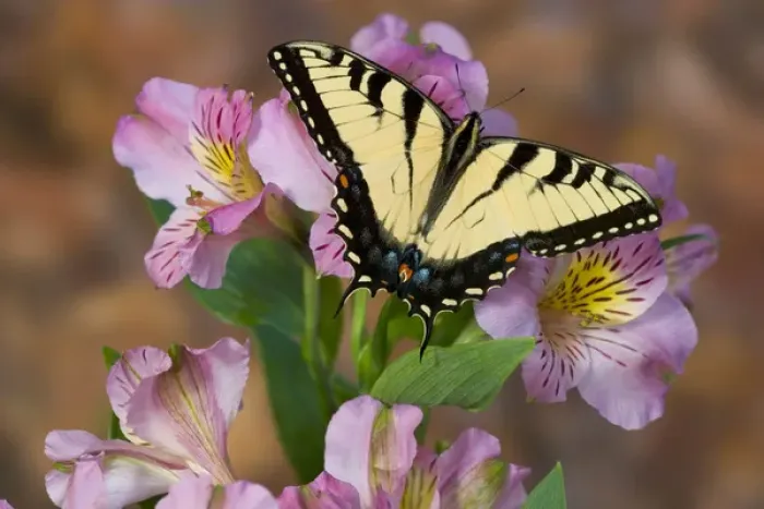 Framed Print : Eastern Tiger Swallowtail Butterfly, Papilio glaucus Framed Print : Eastern Tiger Swallowtail Butterfly, Papilio glaucus