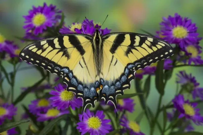 Framed Print : Eastern Tiger Swallowtail Butterfly, Papilio glaucus