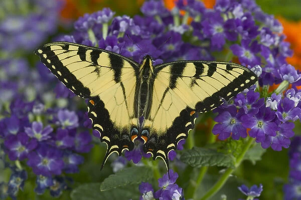 Eastern Tiger Swallowtail Butterfly, Papilio glaucus